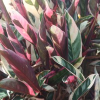 Stromanthe thalia (Vell.) J.M.A.Braga